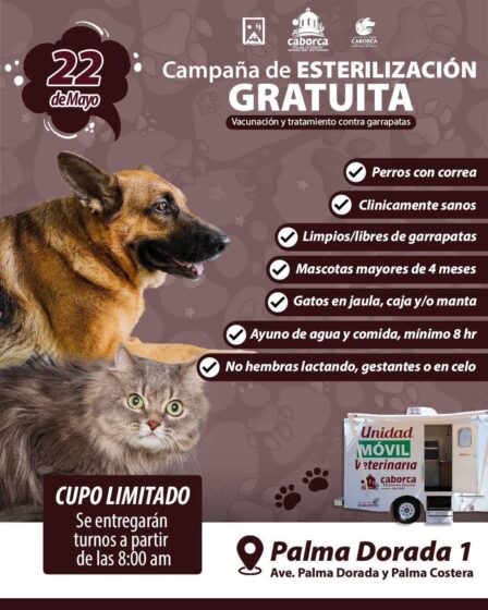 No paran las campañas gratuitas de esterilización, vacunación y tratamiento anti garrapatas en Caborca